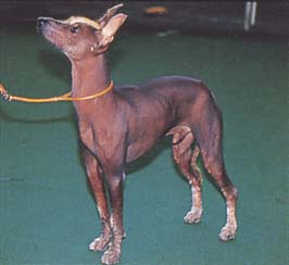 ショロイツクインツレ - XOLOITZCUINTLE