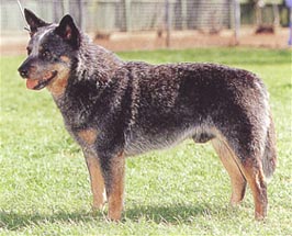 オーストラリアン・キャトル・ドッグ - AUSTRALIAN CATTLE DOG