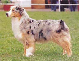 オーストラリアン・シェパード - AUSTRALIAN SHEPHERD