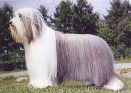 ビアデッド・コリー - BEARDED COLLIE