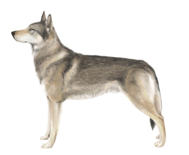 チェコスロバキアン・ウルフドッグ - CZECHOSLOVAKIAN WOLFDOG