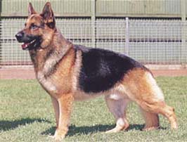 ジャーマン・シェパード・ドッグ - GERMAN SHEPHERD DOG