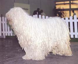 コモンドール - KOMONDOR