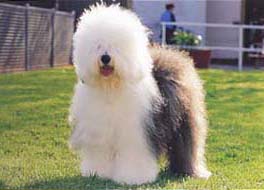 オールド・イングリッシュ・シープドッグ - OLD ENGLISH SHEEPDOG