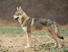 サールロース・ウルフドッグ - SAARLOOS WOLFDOG