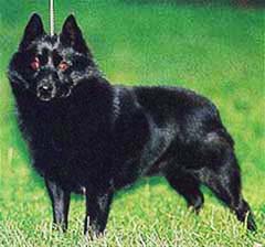 スキッパーキ - SCHIPPERKE