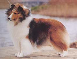 シェットランド・シープドッグ - SHETLAND SHEEPDOG