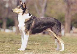 スムース・コリー - SMOOTH COLLIE