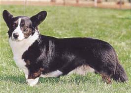 ウェルシュ・コーギー・カーディガン - WELSH CORGI CARDIGAN