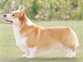 ウェルシュ・コーギー・ペンブローク - WELSH CORGI PEMBROKE