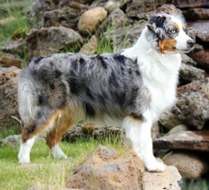 ミニチュア・アメリカン・シェパード - MINIATURE AMERICAN SHEPHERD