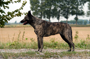 ダッチ・シェパード・ドッグ - DUTCH SHEPHERD DOG 