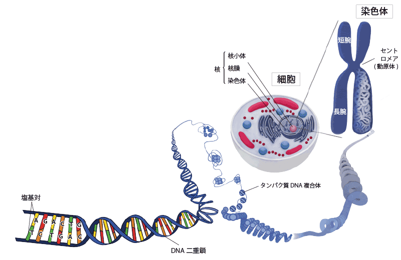 遺伝子疾患について考えよう 一般社団法人 ジャパンケネルクラブ