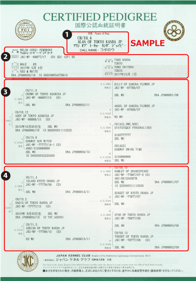 血統証明書の見かた 一般社団法人 ジャパンケネルクラブ