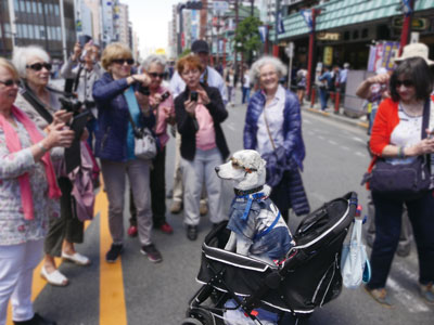 「ワンちゃんは人気者」　千葉　富夫 