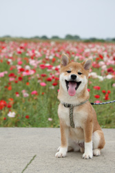 「初めてのお花畑」大橋　由美