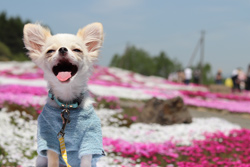 「初めての芝桜」大和田　恭代