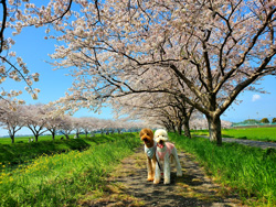 「	桜街道」　　尾形　伸枝