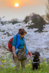 「	お花見帰り」　　杉山　薫