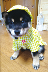 「梅雨」	小橋　隆さん