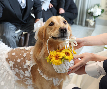 「持ってきたよ　※娘の結婚式でリングドッグ」佐藤　ゆかりさん