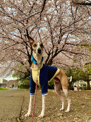 「桜のトンネルがきれいだね」内藤　旬子さん