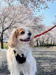 「満開の桜と」笠原　美絵さん