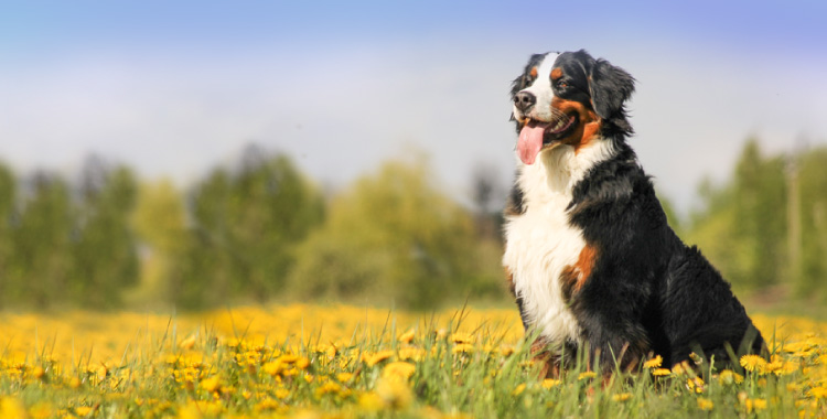 ＪＫＣ愛犬飼育管理士